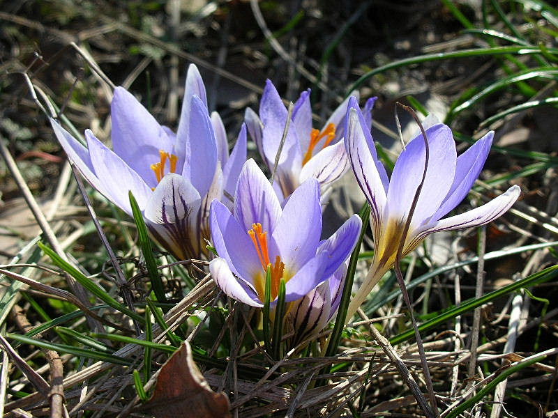 Crocus biflorus / Zafferano selvatico